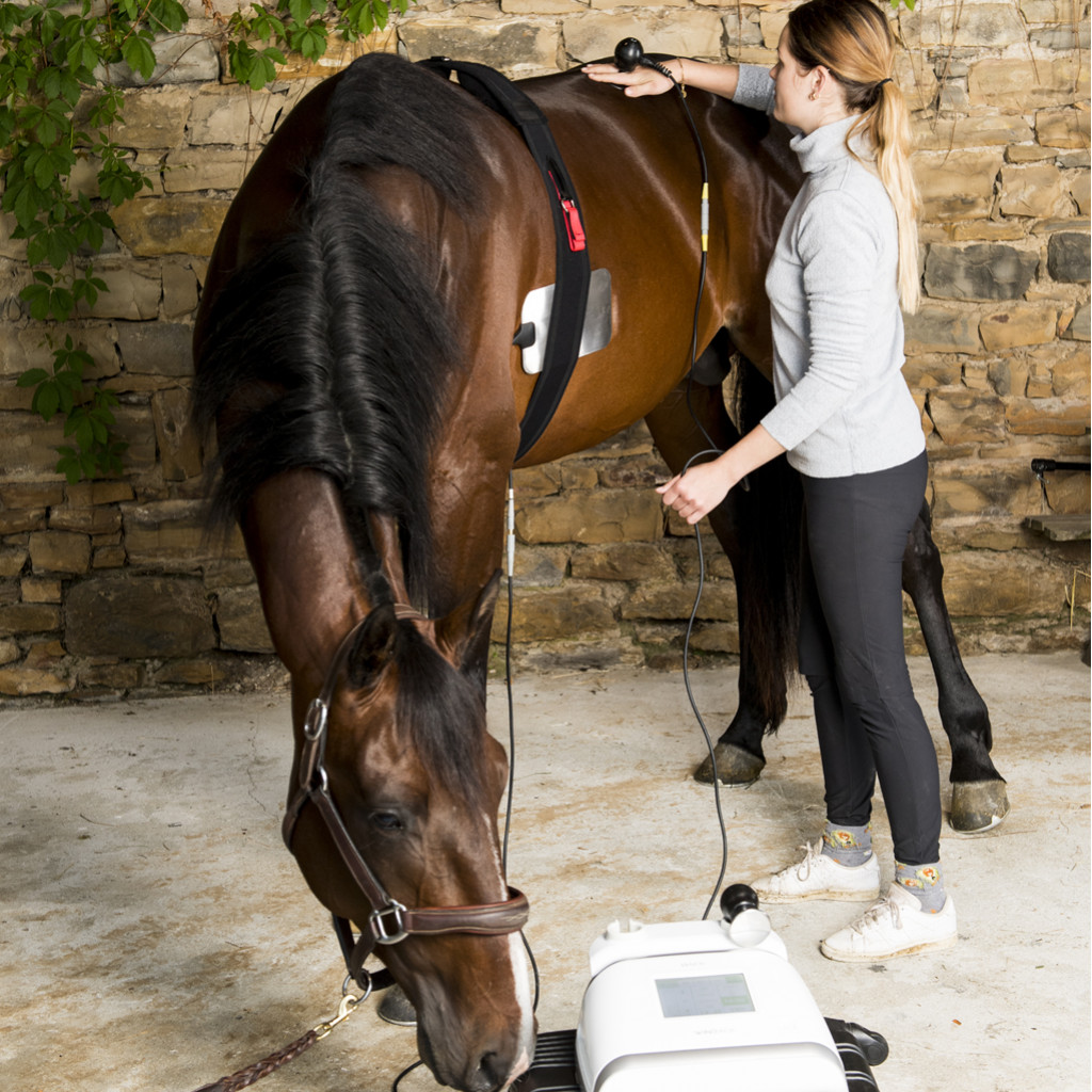 Optimice la rehabilitación equina con Winback Veterinary