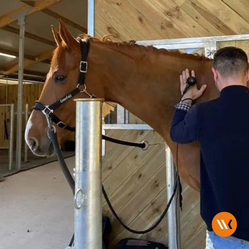 Testimonial from Julien Pic-Dorance, equine massage therapist